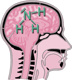 Schematische Darstellung Hepatische Enzephalopathie